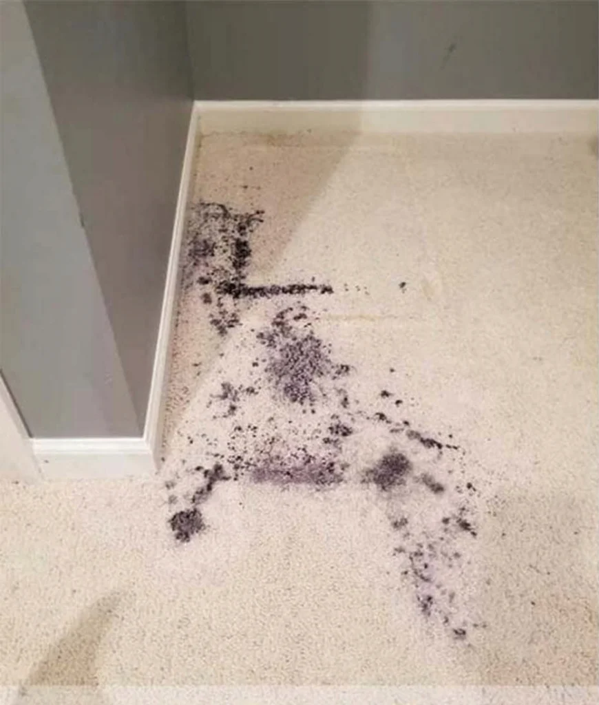 stains on carpet
