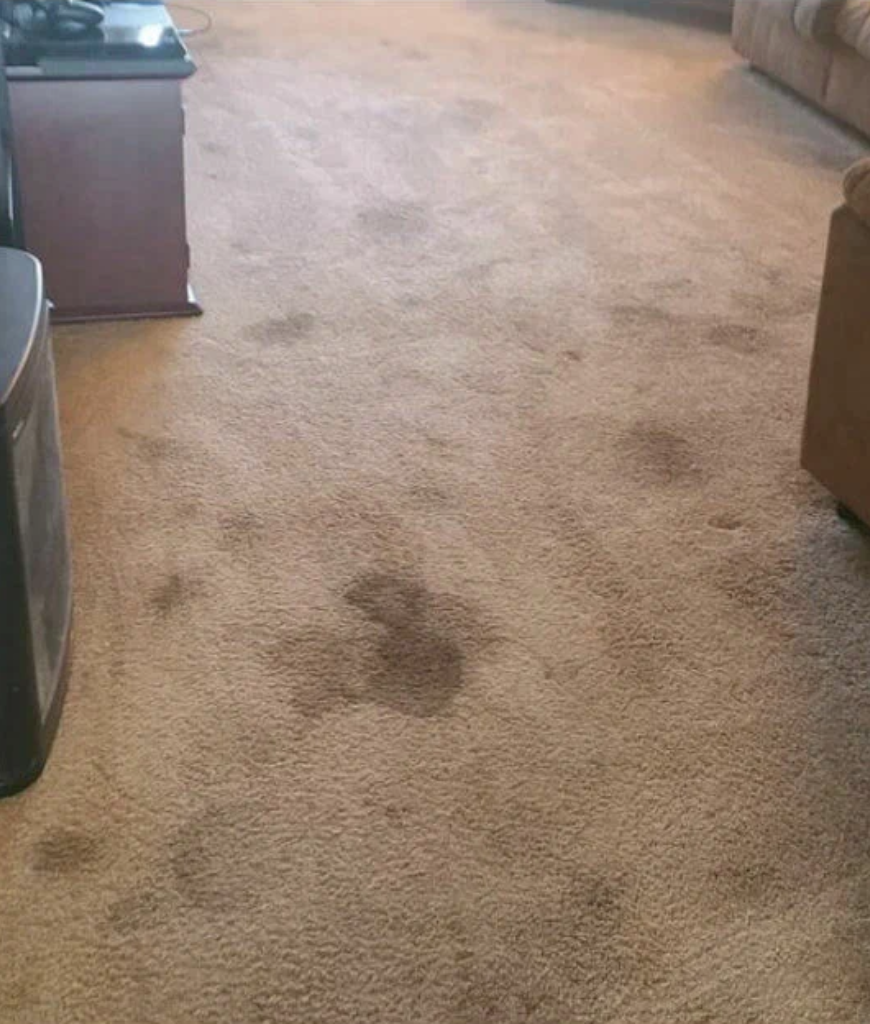 carpet cleaning service