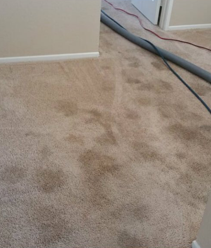 carpet cleaning